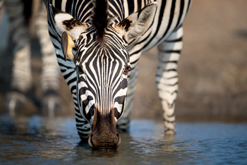 Singita Pamushana Lodge: Trinkendes Zebra