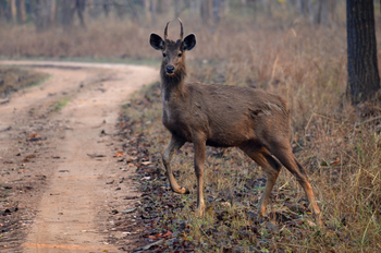 Syna Tiger Resort: Chausinga