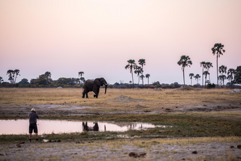 The Hide: Walking Safari