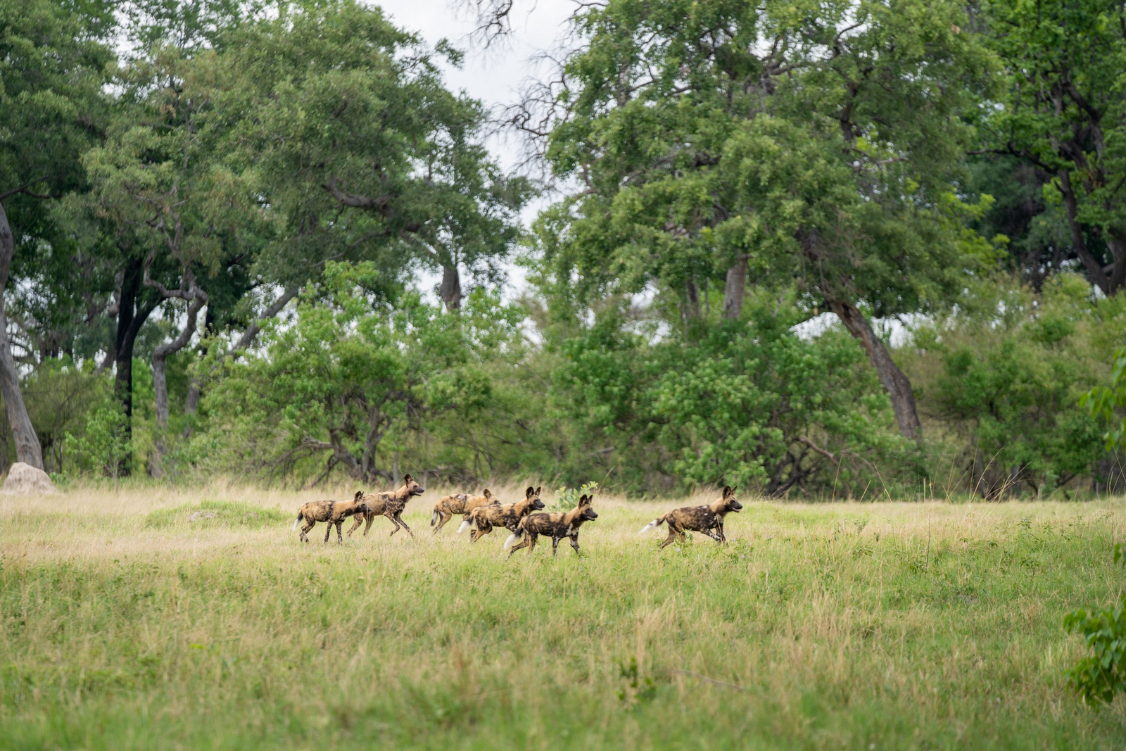 4 Rivers Camp 4 Rivers Camp: Wildhunde