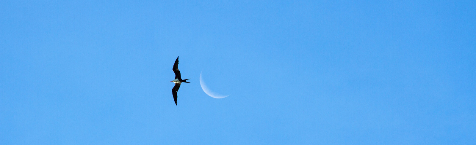 Alphonse Island Lodge Alphonse Island Lodge: Fregattmond