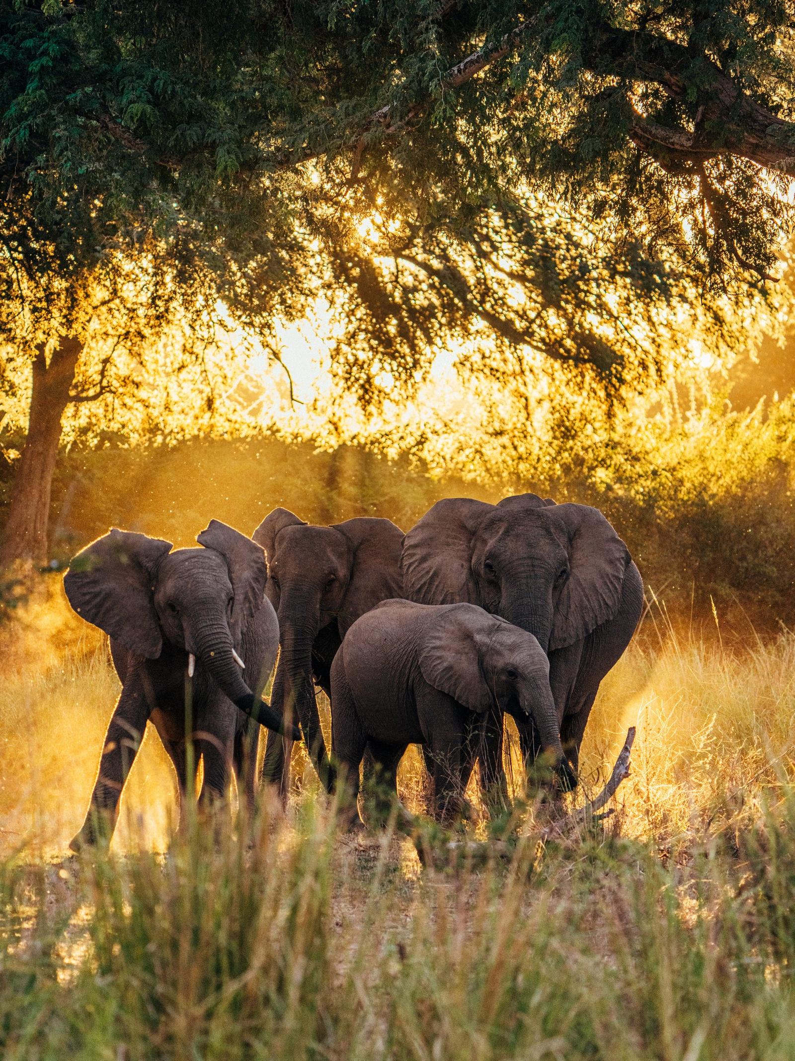 Anabezi Luxury Tented Camp Anabezi Luxury Tented Camp: Elefanten im Gegenlicht