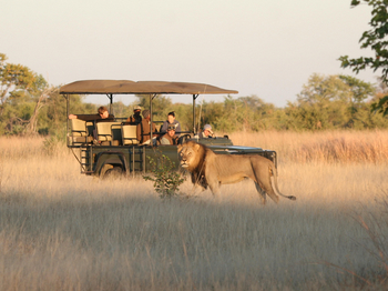 Camp Hwange: Löwe