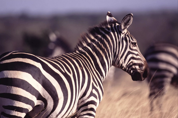 Campi ya Kanzi: Zebra