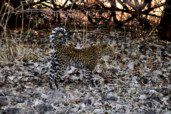 Chikunto Safari Lodge Chikunto Safari Lodge: Leopard