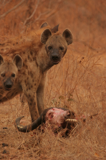Chitake Mobile Camp Chitake Mobile Camp: Hyänen mit Büffelkopf