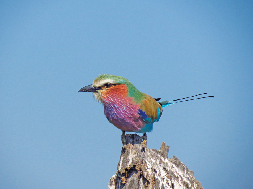 Chobe Game Lodge