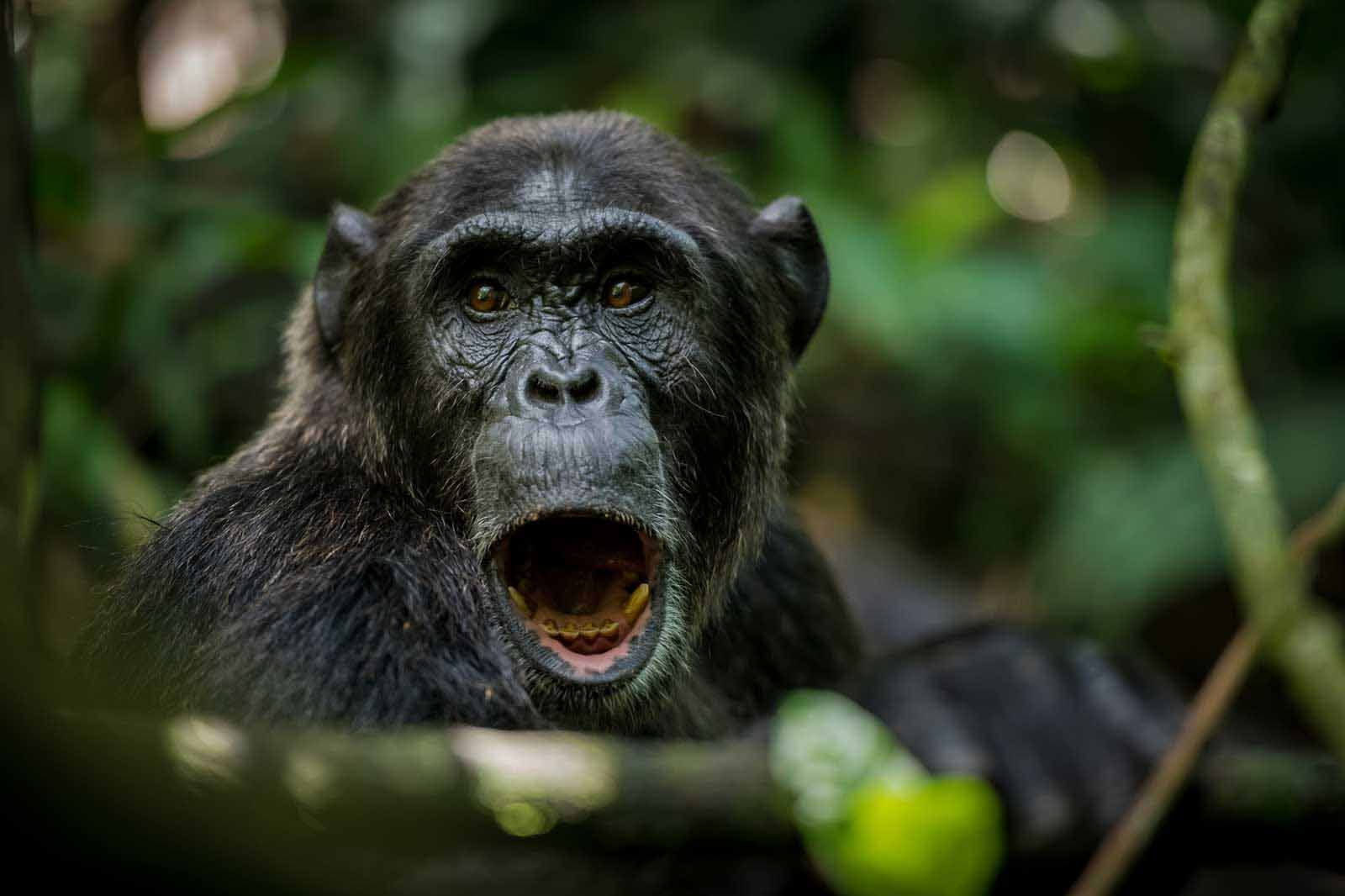 Crater Safari Lodge Crater Safari Lodge: Brüllender Schimpanse