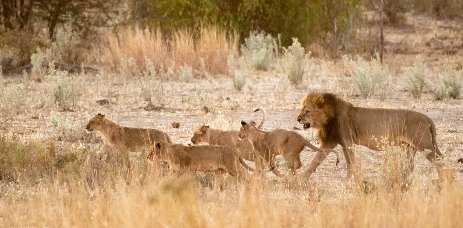 Deteema Springs Camp Deteema Springs Camp: Löwenrudel