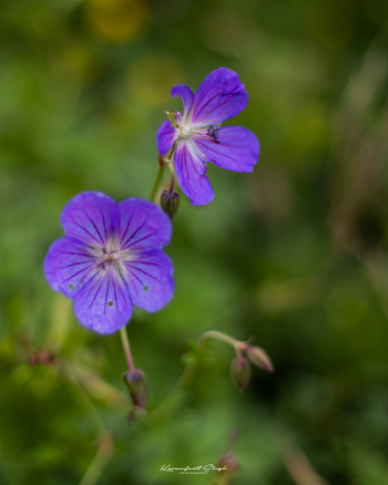 Drenmo Lodge Drenmo Lodge: Anemone