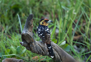 Duke's East Duke's East: Crested Barbet