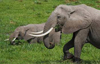 Elewana Tortilis Camp: Elefanten