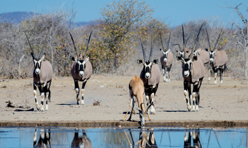 Etosha Heights Game Reserve: Tiere und Landschaft