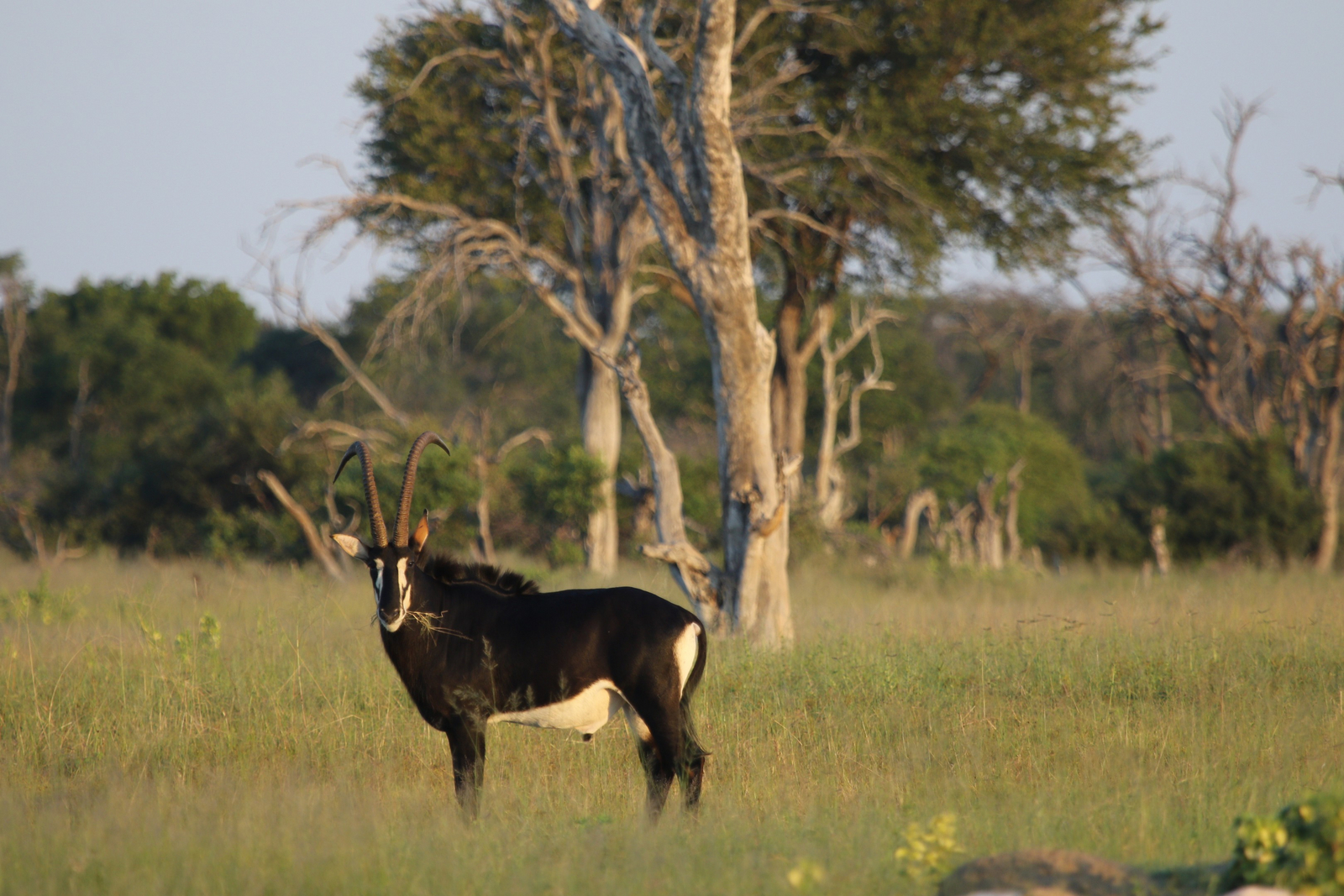 Imvelo Safaris Imvelo Safaris: Rappenantilope seitlich