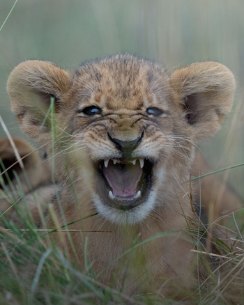 King Lewanika Lodge: Löwenjunges