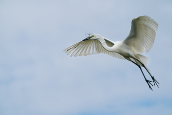 King Lewanika Lodge: Silberreiher
