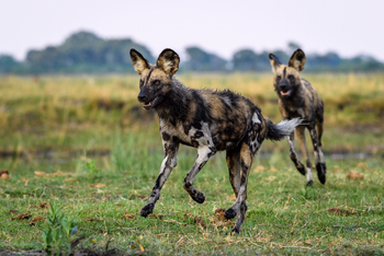 King's Pool Camp King's Pool Camp: Wildhunde