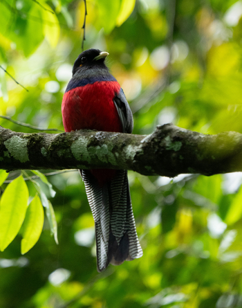 Koroi Forest Camp: Trogon auf einem Ast
