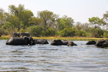 Kujwana Camp: Elefanten-Bad
