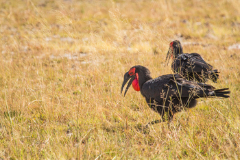Lagoon Camp Lagoon Camp: Ground Hornbills