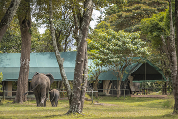 Little Governors' Camp Little Governors' Camp: Elefantenbesuch