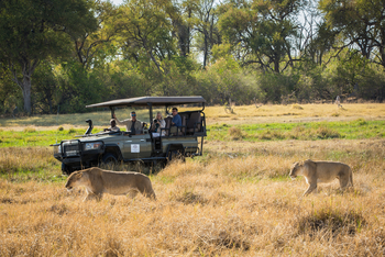 Little Machaba Camp: Löwinnen