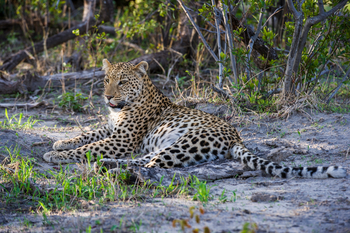 Little Vumbura Camp: Ruhender Leopard