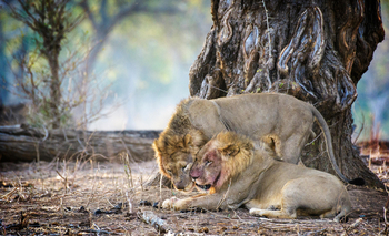 Little Vundu Camp Little Vundu Camp: Männliche Löwen