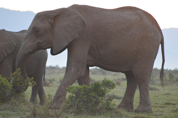 Losokwan Luxury Tented Camp: Elefant seitlich