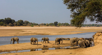 Luambe Camp: Elefantenherde