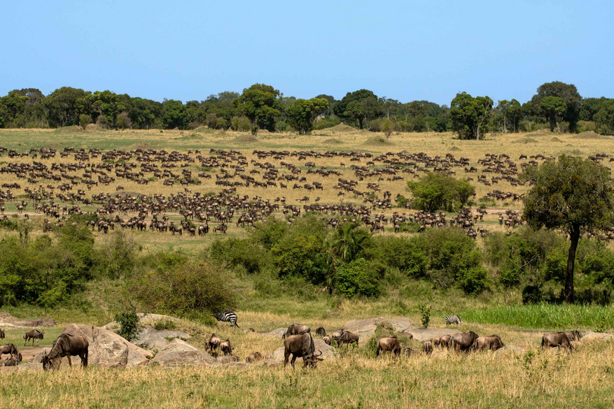 Mara Kati Kati Tented Camp