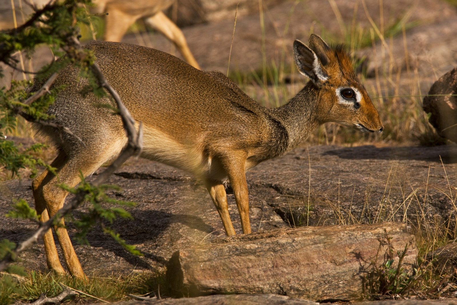 Mara Toto Tree Camp Mara Toto Tree Camp: Dikdik