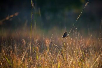 Ntemwa Busanga Bushcamp Ntemwa Busanga Bushcamp: Cisticola