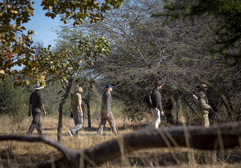 Ntemwa Busanga Bushcamp Ntemwa Busanga Bushcamp: Walking Safari