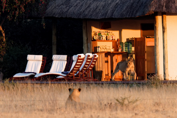 Nxai Pan Camp: Löwenjunges an der Bar