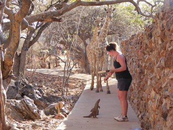 Okutala Lodge: Streifenmangusten und Giraffen