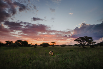 Old Traders Lodge: Löwe im Gras