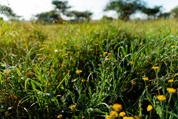 Olmara Camp: Kräuter