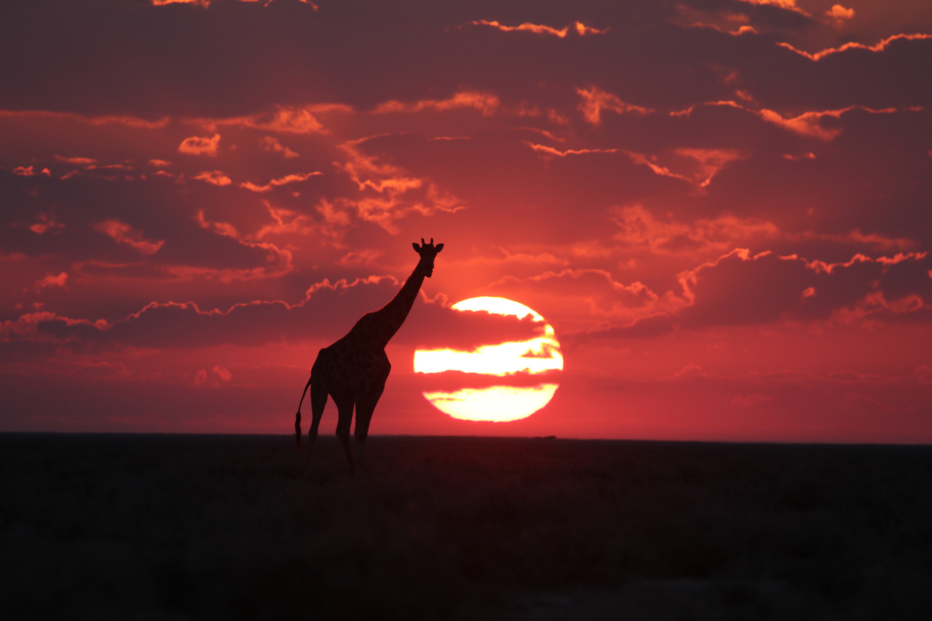 Ongava Lodge: Giraffe im Sonnenuntergang
