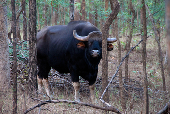 Pench Jungle Camp: Gaur-Bulle