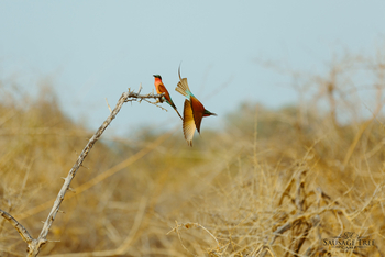 Sausage Tree Camp: Southern Carmine Bee Eaters