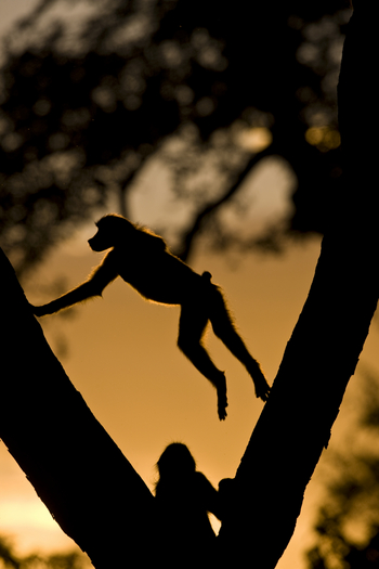 Selinda Explorers Camp Selinda Explorers Camp: Pavian im Baum