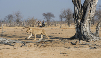 Shenton Safaris: Walking Safari