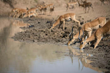 Shenton Safaris Shenton Safaris: Wild Dog Lagoon Hide