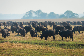 Shumba Camp Shumba Camp: Grasende Büffel