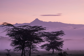 Solio Lodge: Akazien vor Mt. Kenya