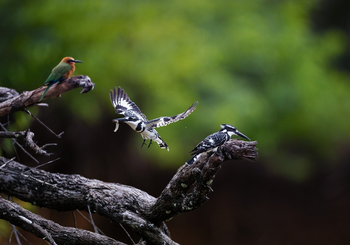 Sungani Lodge Sungani Lodge: Graufischer