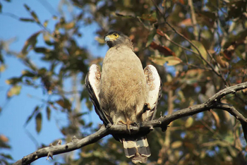 Svasara Jungle Lodge: Crested Serpent Eagle