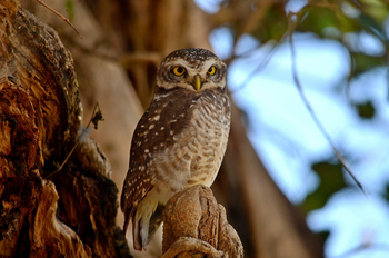 Syna Tiger Resort: Spotted Owlet