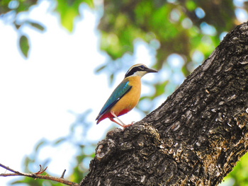 Tathastu Resort Kanha: Indian Pitta